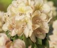 Lilien Im Garten Elegant Rhododendron Belkanto Rhododendron Hybride Belkanto