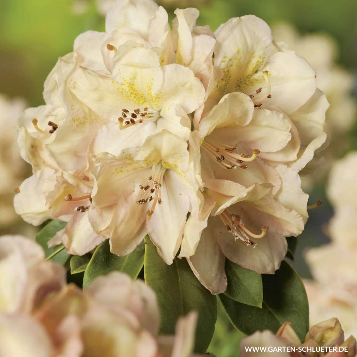 1 Rhododendron Hybride Belkanto 600x600 2x
