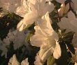Lilien Im Garten Genial Pin Von Nella M Auf Aesthetic