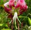 Lilien Im Garten Neu oriental Trumpet Lily Black Beauty Lilium
