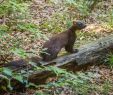 Löcher Im Garten Ratten Das Beste Von Marderbau Im Garten Erkennen