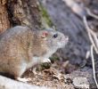 Löcher Im Garten Ratten Elegant Ratten Bekämpfen Effektive Rattenbekämpfung In Haus & Garten