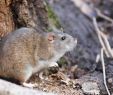 Löcher Im Garten Ratten Elegant Ratten Bekämpfen Effektive Rattenbekämpfung In Haus & Garten