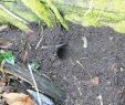 Löcher Im Garten Ratten Inspirierend Ratten Im Garten – Ulinnes Garten