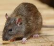 Löcher Im Garten Ratten Luxus Ratten Im Garten Mit Sen Mitteln Werden Sie