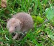 Löcher Im Garten Ratten Schön Tier Auf Meiner Veranda Tiere Garten