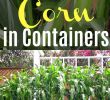 Mais Im Garten Genial How to Grow Corn In Containers