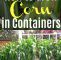Mais Im Garten Genial How to Grow Corn In Containers
