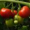 Mais Im Garten Luxus 20 Samen Matina tomate – Bio Saatgut Von Culinaris