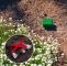 Marder Vertreiben Garten Frisch Maulwurf Ameisen Abwehr Vibration