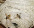 Maulwurf Im Garten Loswerden Luxus Wespen Vertreiben Pflanzen