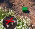 Maulwurf Im Garten Loswerden Neu Maulwurf Ameisen Abwehr Vibration