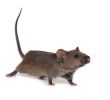 Mäuse Im Garten Bekämpfen Das Beste Von Rattenbekämpfung Garten