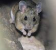 Mäuse Im Garten Bekämpfen Einzigartig Mäuse In Der Zwischendecke Kammerjäger Oder Diy Falle
