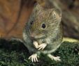 Mäuse Im Garten Bekämpfen Einzigartig Wühlmäuse Im Garten Schädlinge Erkennen