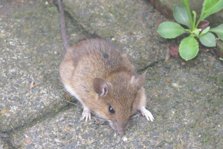 Mäuse Im Garten Bekämpfen Elegant Mäuseplage Im Garten Genial Beste Mäuseplage Im Garten