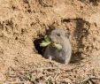Mäuse Im Garten Bekämpfen Elegant Wühlmaus Im Garten Schermäuse Erfolgreich Bekämpfen
