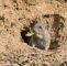 Mäuse Im Garten Bekämpfen Elegant Wühlmaus Im Garten Schermäuse Erfolgreich Bekämpfen