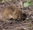 Mäuse Im Garten Bekämpfen Elegant Wühlmäuse ökologisch "bekämpfen"