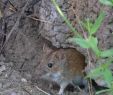 Mäuse Im Garten Bekämpfen Frisch Mauseplage Im Garten Rubengonzalezub