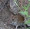 Mäuse Im Garten Bekämpfen Frisch Mauseplage Im Garten Rubengonzalezub