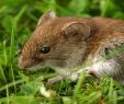 Mäuse Im Garten Bekämpfen Genial Ratte Oder Maus Im Garten Jp26