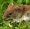 Mäuse Im Garten Bekämpfen Genial Ratte Oder Maus Im Garten Jp26