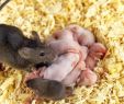 Mäuse Im Garten Bekämpfen Luxus Mäuse Im Haus Bekämpfen Vermehrung