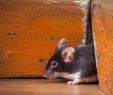 Mäuse Im Garten Bekämpfen Neu Mäuse Im Haus Bekämpfen Befall Erkennen