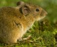 Mäuse Im Garten Bekämpfen Reizend Tipps Gegen Mäuseplage Gvb Hausinfo