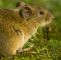 Mäuse Im Garten Bekämpfen Reizend Tipps Gegen Mäuseplage Gvb Hausinfo