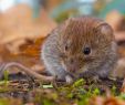 Mäuse Im Garten Bekämpfen Reizend Wühlmäuse Erkennen Und Bekämpfen – Tipps Von Dr Garten