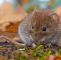 Mäuse Im Garten Bekämpfen Reizend Wühlmäuse Erkennen Und Bekämpfen – Tipps Von Dr Garten