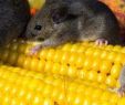 Mäuse Im Garten Bekämpfen Schön Grosse & Tepper Schädlingsbekämpfung