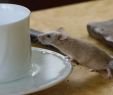 Mäusebekämpfung Im Garten Genial Gift Gegen Mäuse Mäuse In Der Wohnung Wie Kann Man