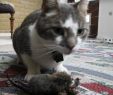 Mäusebekämpfung Im Garten Luxus Mäuse Im Haus Bekämpfen Gift