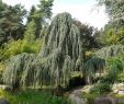 Mediteraner Garten Das Beste Von Hängende Blauzeder • Cedrus atlantica Glauca Pendula