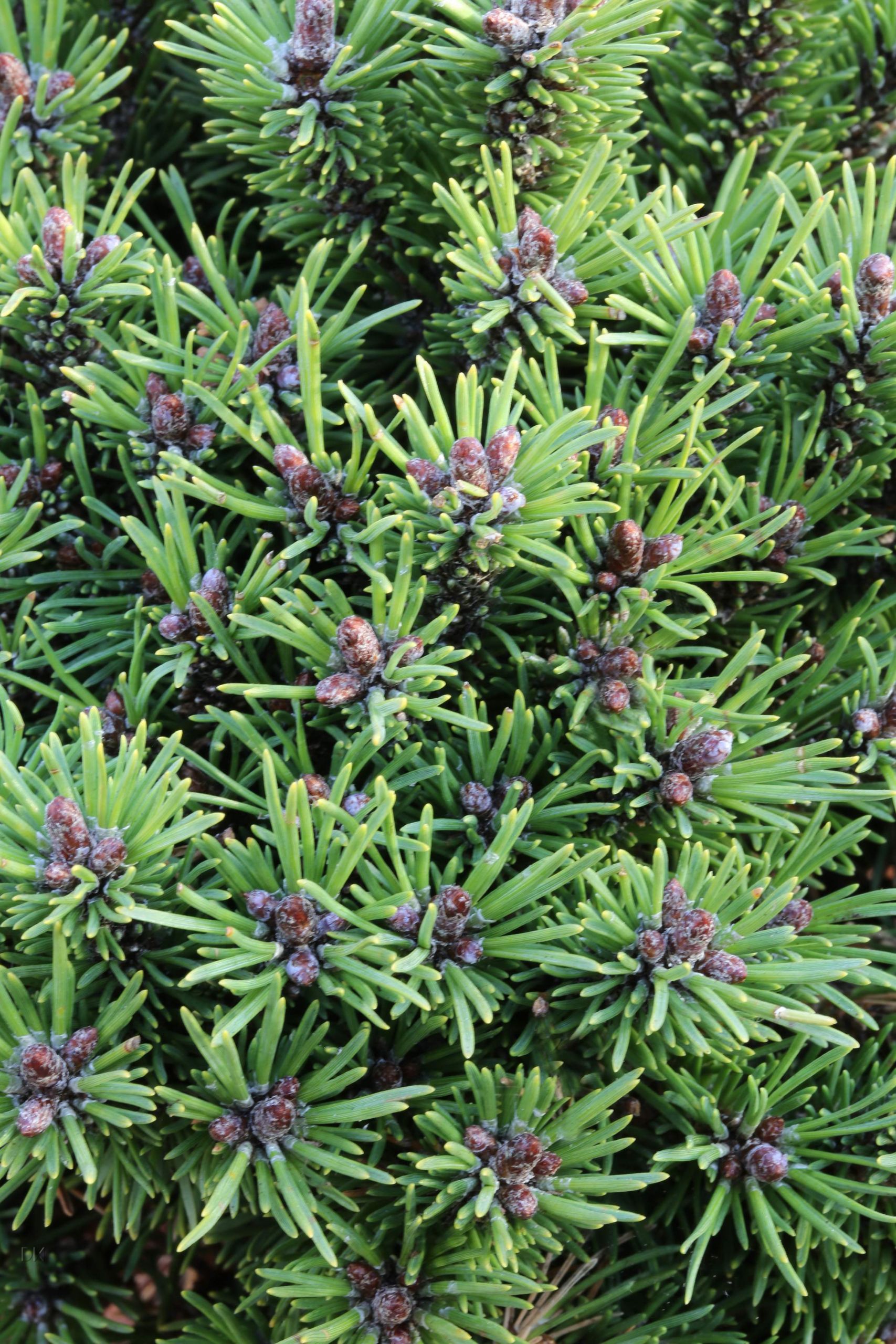 Pinus uncinata Kostelnicek 1S1B7313