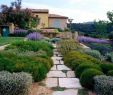 Mediterranen Garten Anlegen Luxus Die 55 Besten Bilder Von Mediterraner Garten