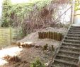 Mein Schöner Garten Fotos Neu Pflanzen Als Sichtschutz Im Kübel — Temobardz Home Blog
