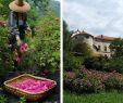 Mein Schöner Garten Lidl Inspirierend La Signora Delle Rose