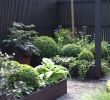 Mein Schöner Garten Zeitschrift Schön Pflanzen Als Sichtschutz Im Kübel — Temobardz Home Blog
