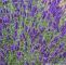 Minze Im Garten Einzigartig Lavendel Imperial Gem Lavandula Angustifolia Imperial Gem