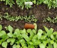 Mischkultur Im Garten Genial Gemüse Anbauen Ein Anbauplan In 7 Schritten