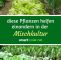 Mischkultur Im Garten Inspirierend Gärtnern Ohne Chemie Dank Mischkultur