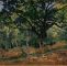Monet Garten Inspirierend the Bodmer Oak Fontainebleau forest Claude Monet French