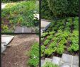 Natur Garten Elegant Gartengestaltung Mit Holz Und Stein — Temobardz Home Blog