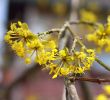 Natur Garten Reizend 5 Sträucher Für Den Naturgarten