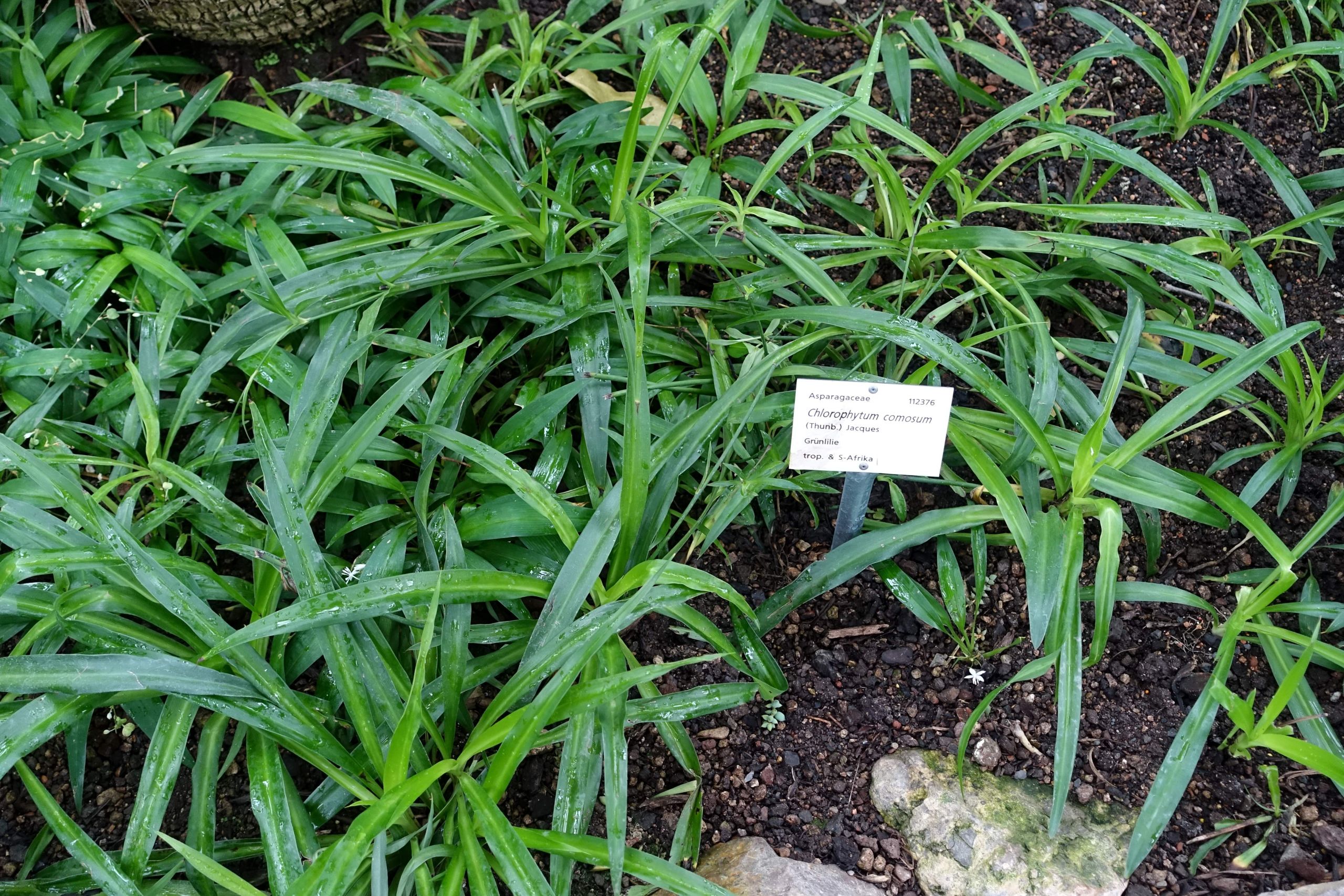 Chlorophytum osum Botanischer Garten Heidelberg Germany DSC