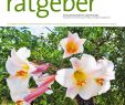 Naturnaher Garten Pflegeleicht Anlegen Das Beste Von Der Praktische Gartenratgeber 7 2019 Pages 1 16 Text